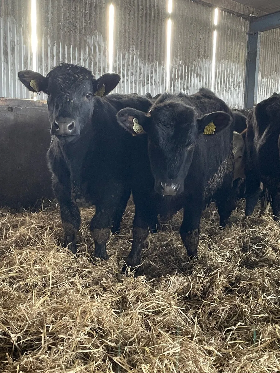 Yearling bullocks - Image 1