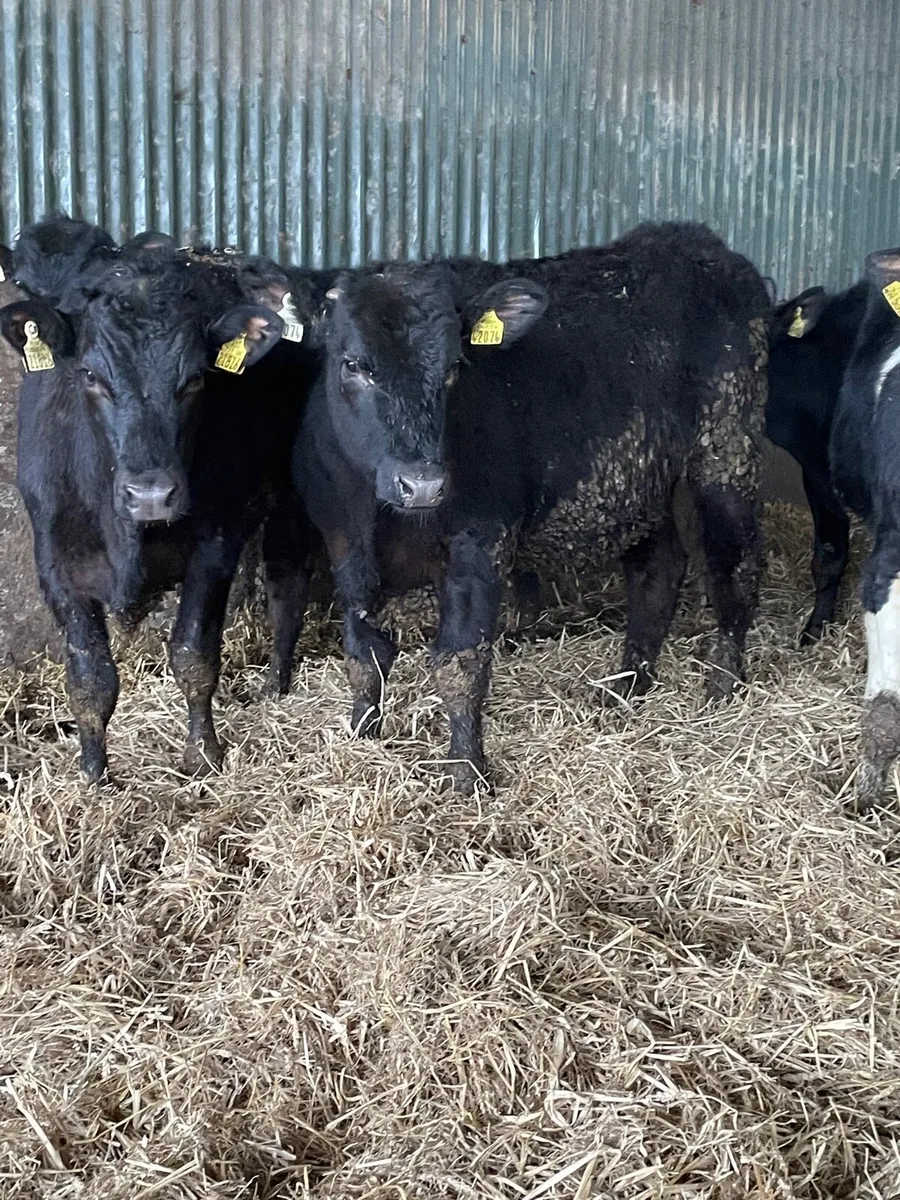 Yearling bullocks - Image 2