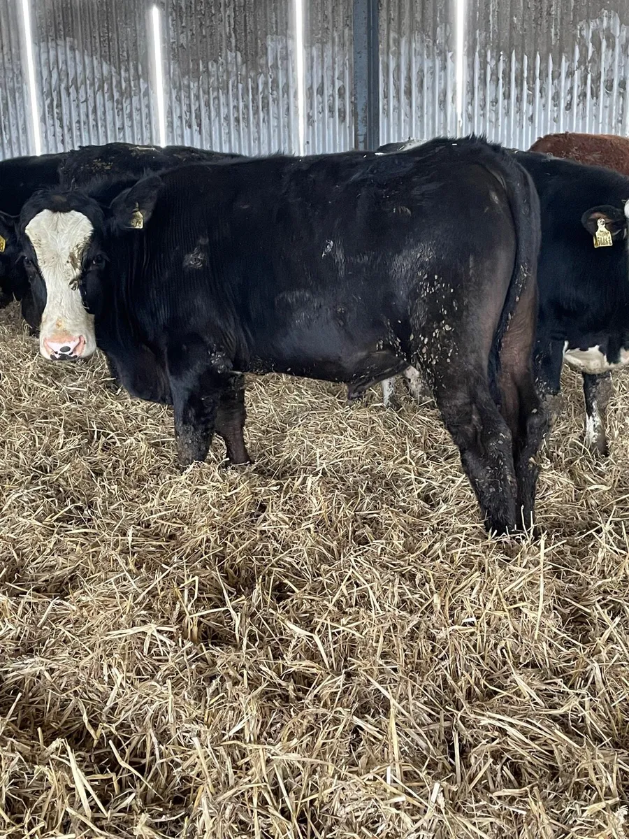Yearling bullocks - Image 3