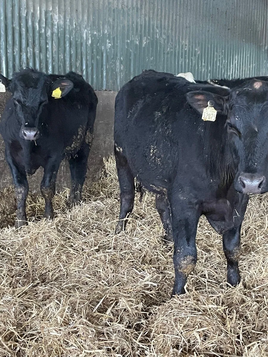 Yearling bullocks - Image 4