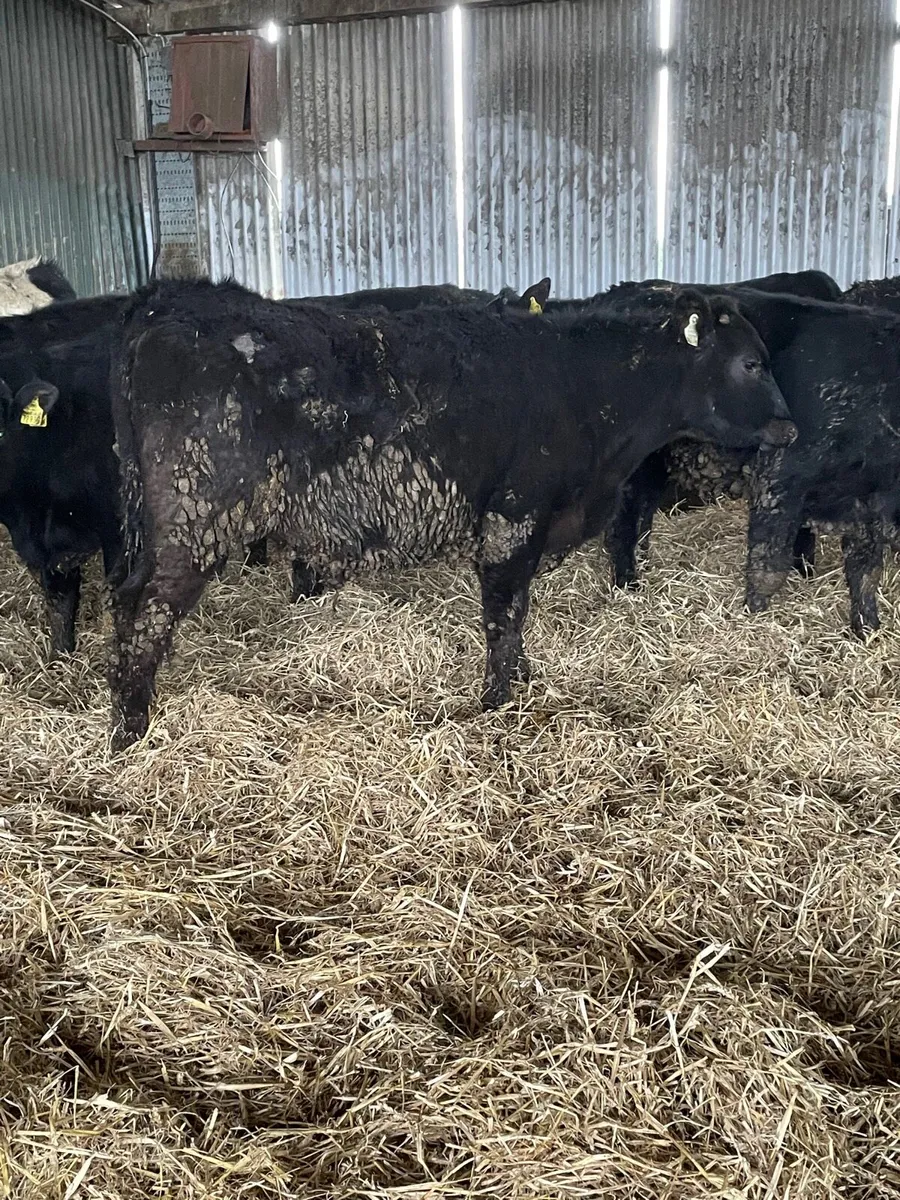 Yearling bullocks - Image 4