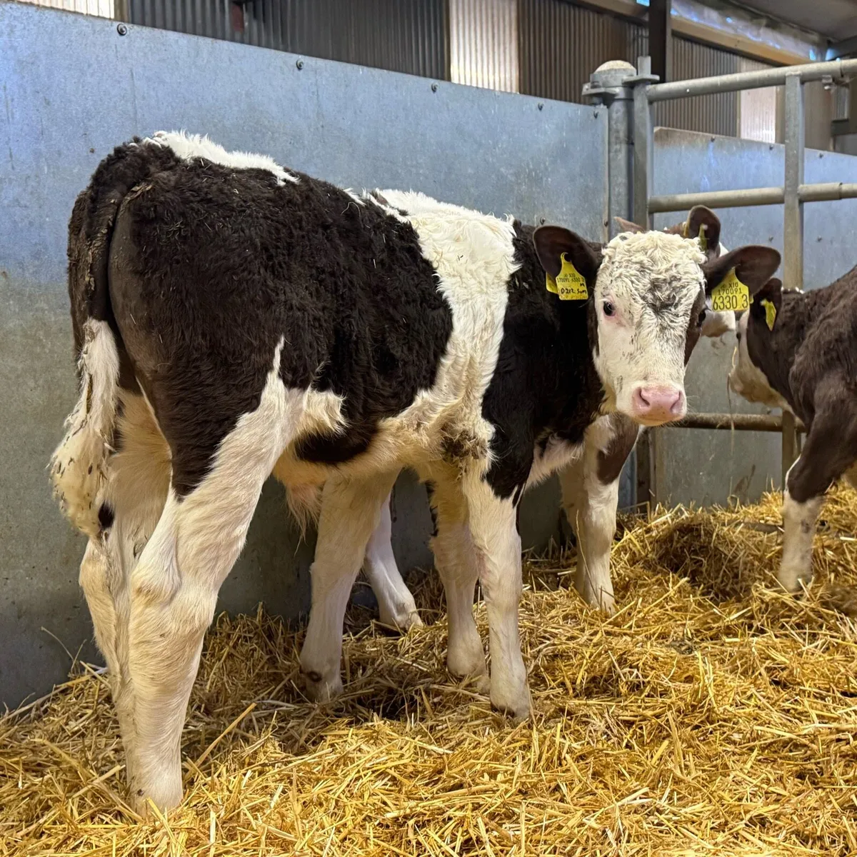 Simmental Bulls - Image 1