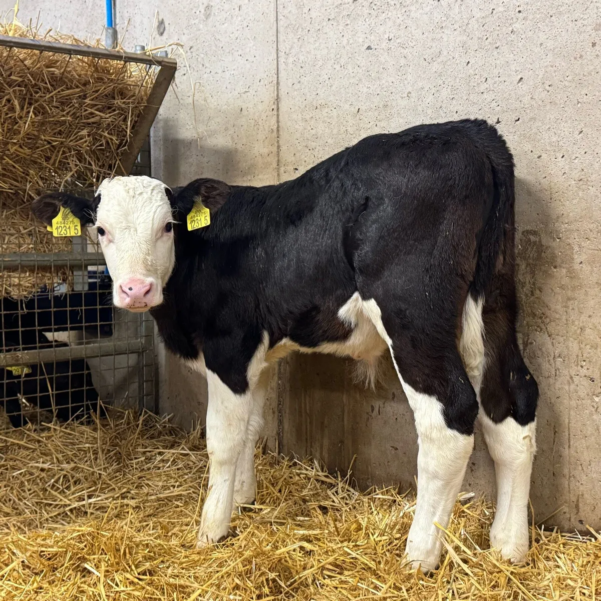 Simmental Bulls - Image 2