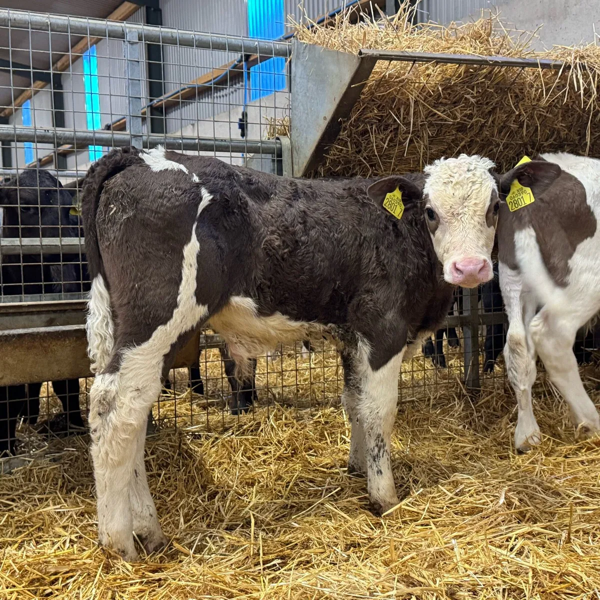 Simmental Bulls - Image 3