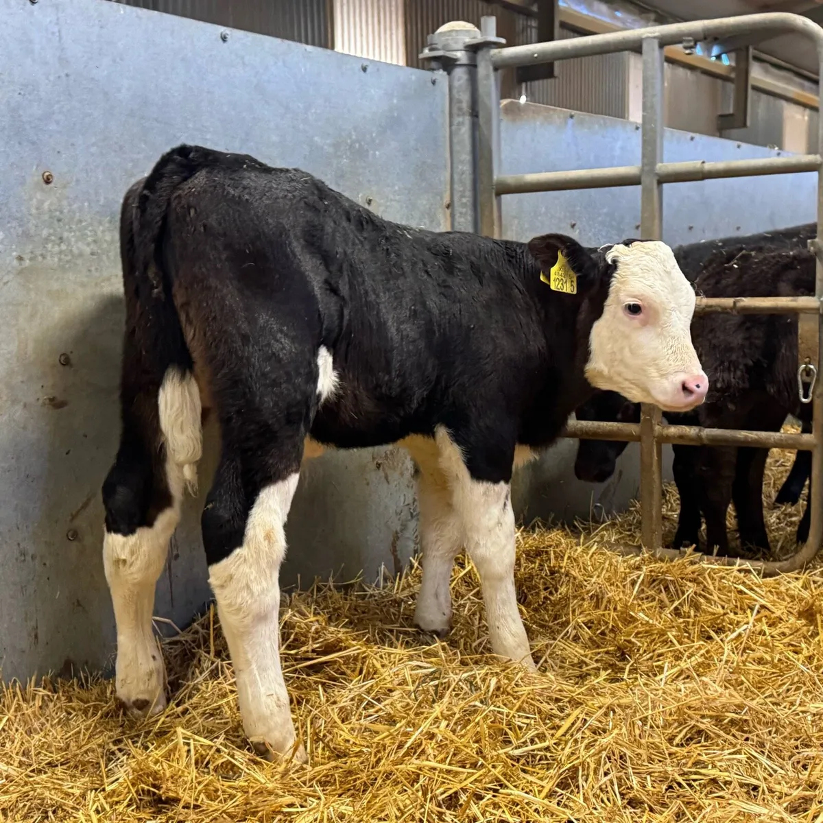 Simmental Bulls - Image 4