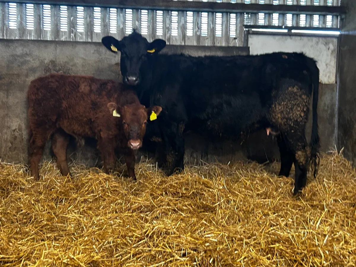 First Calver Angus Cow & Calf - Image 1