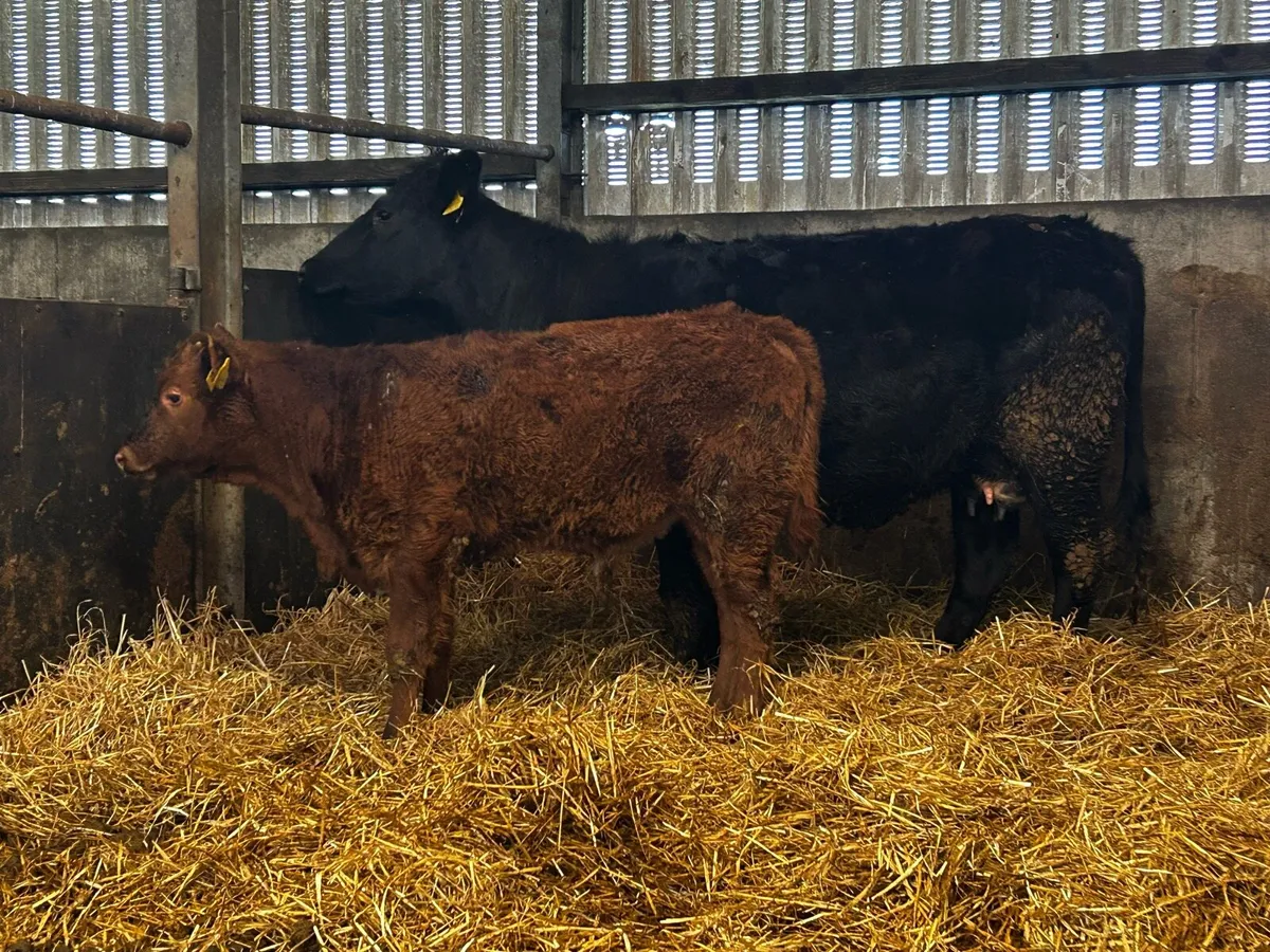 First Calver Angus Cow & Calf - Image 2
