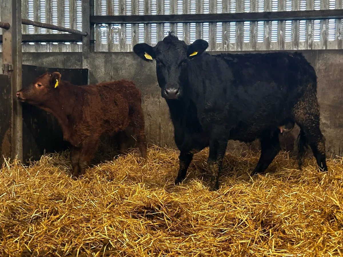 First Calver Angus Cow & Calf - Image 4