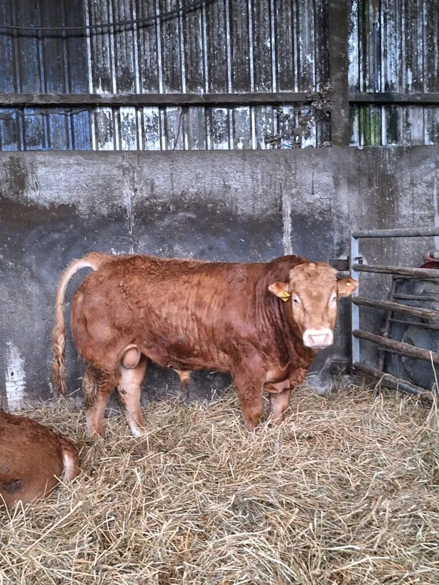 Pedigree Limousin Bull For Sale - Image 1
