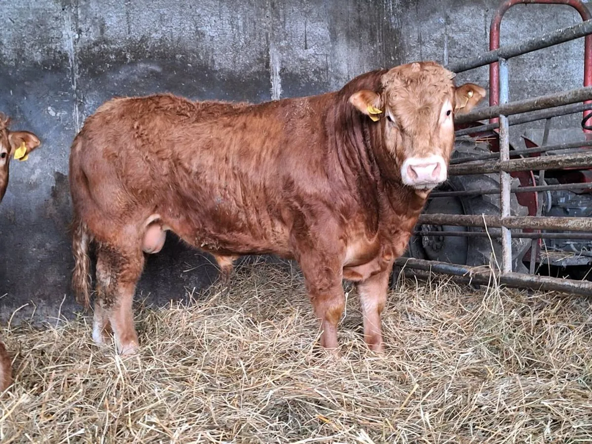 Pedigree Limousin Bull For Sale - Image 2