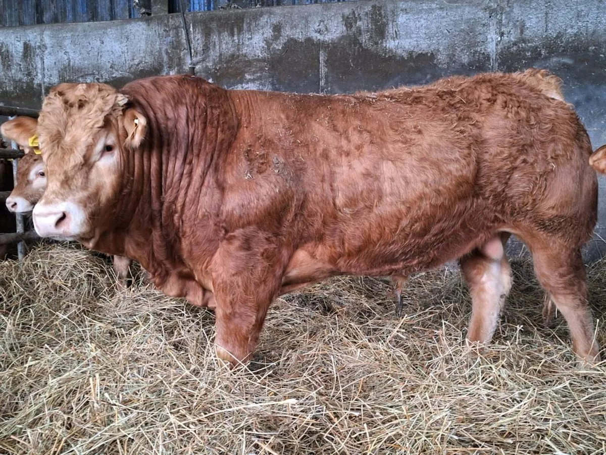 Pedigree Limousin Bull For Sale - Image 3