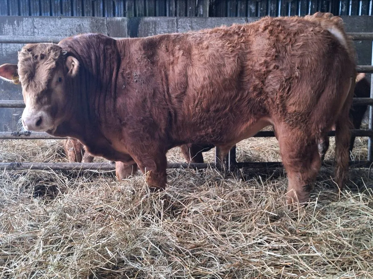 Pedigree Limousin Bull For Sale - Image 4