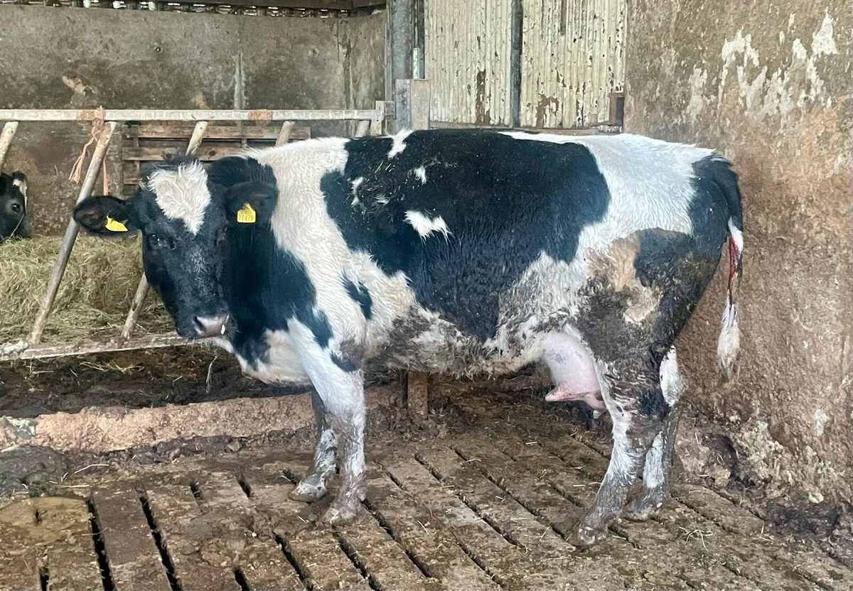 Belgium Blue Cow - Image 1