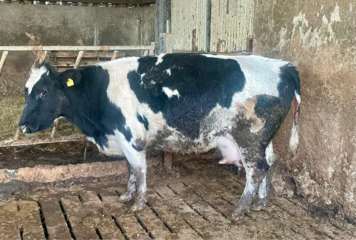 Belgium Blue Cow - Image 3