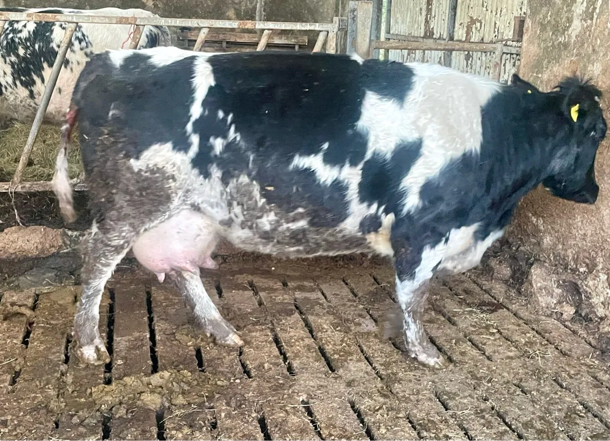 Belgium Blue Cow - Image 4