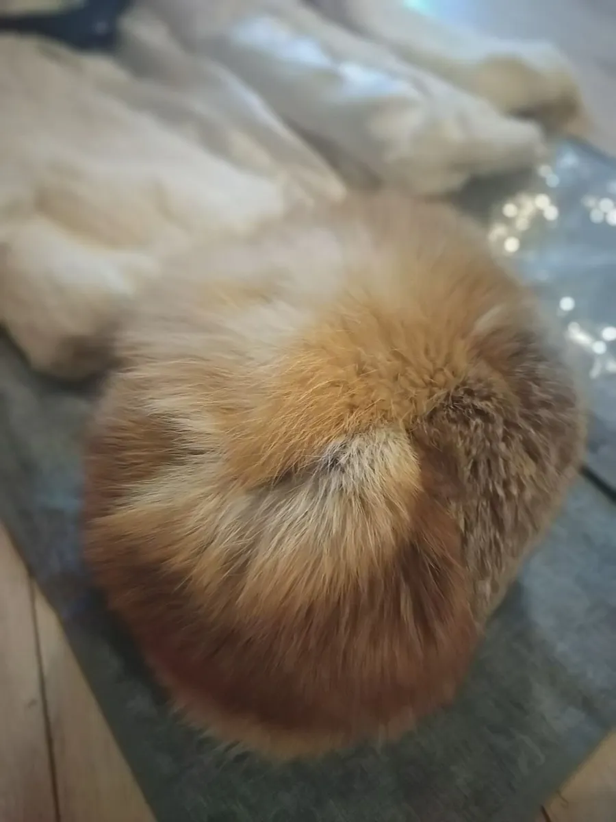 Very rare red Fox Fur hat, Beautiful! - Image 3