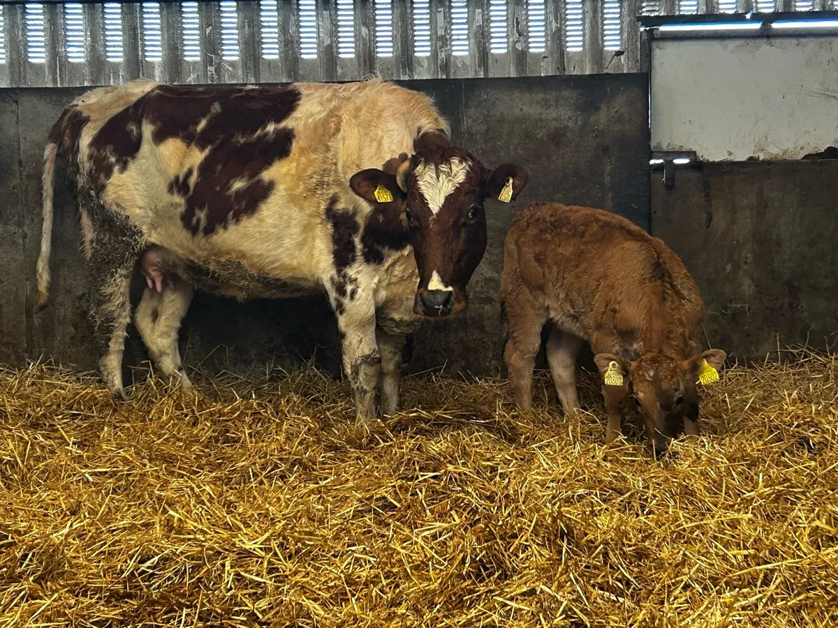 Roan First Calver & Aubrac Heifer Calf - Image 2