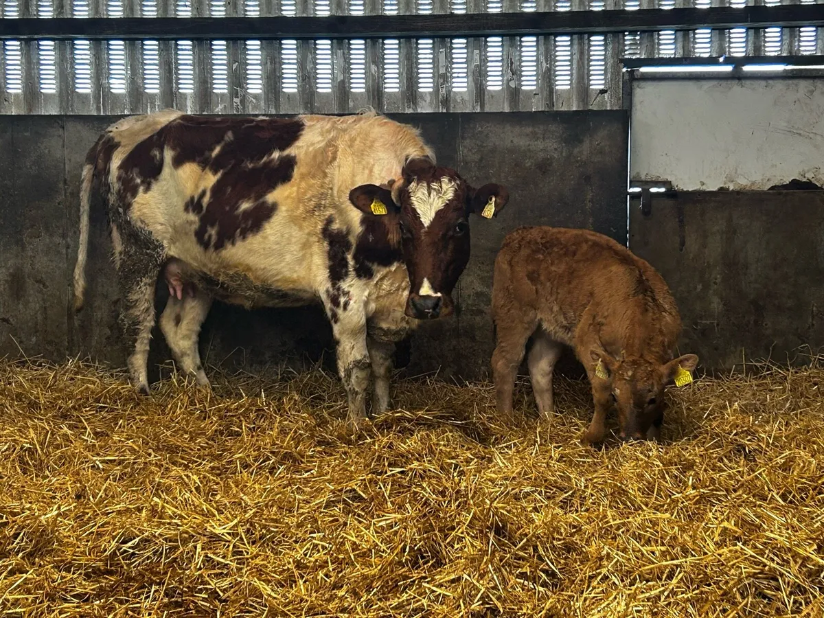 Roan First Calver & Aubrac Heifer Calf - Image 3