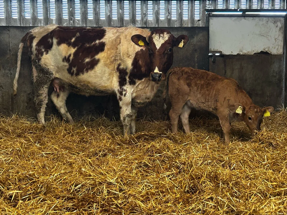 Roan First Calver & Aubrac Heifer Calf - Image 1