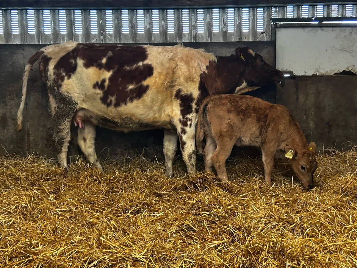 Roan First Calver & Aubrac Heifer Calf - Image 4