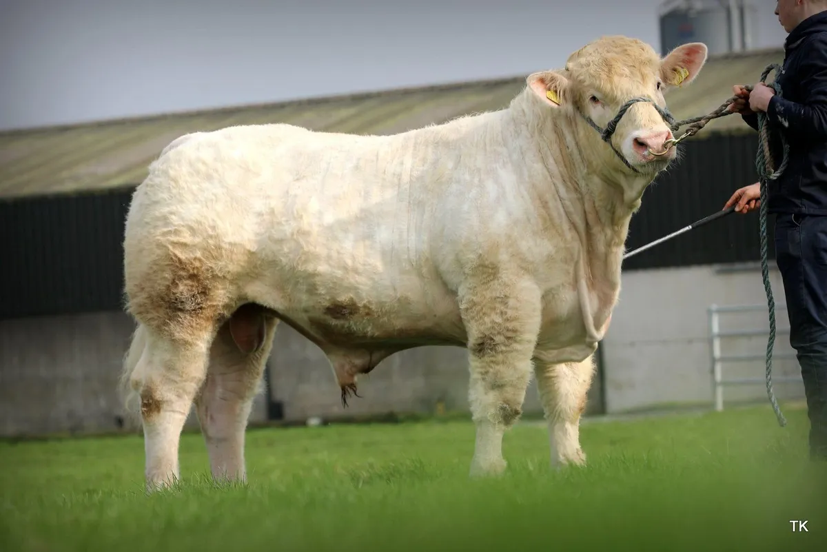 Pedigree Charolais Bull - Image 4