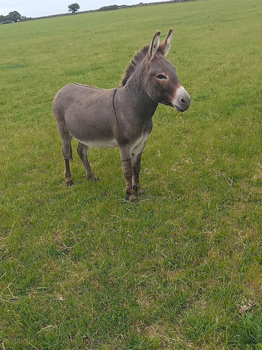 Miniture Jack Donkey - Image 3