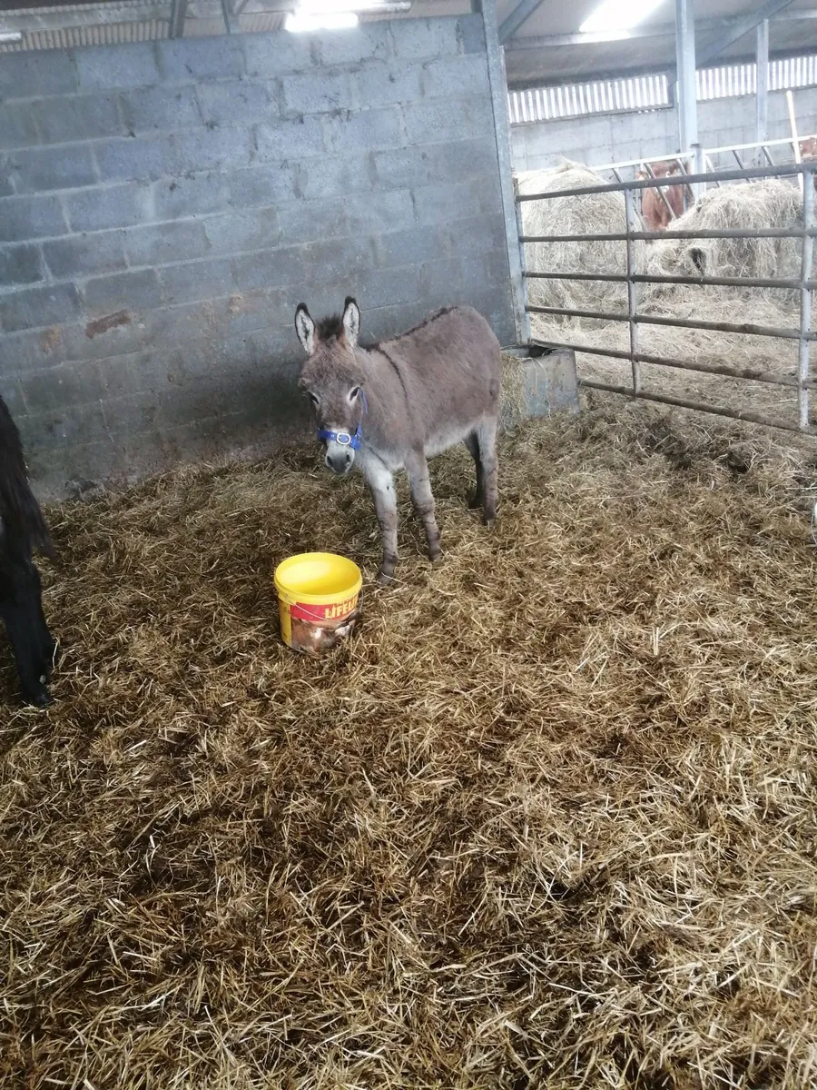 Miniture Jack Donkey - Image 4