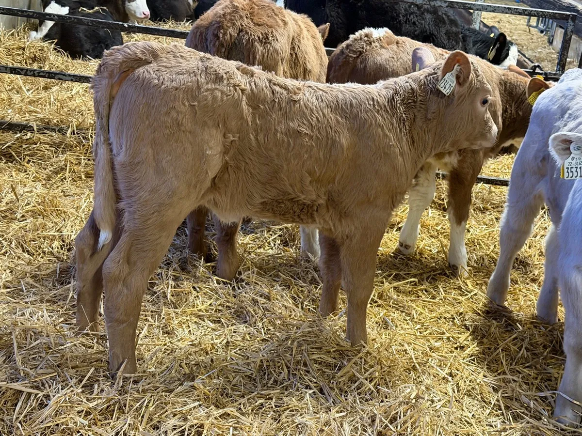 Charolais Heifers - Image 2