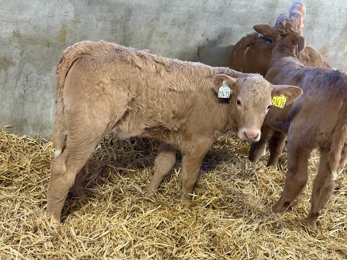 Charolais Heifers - Image 4
