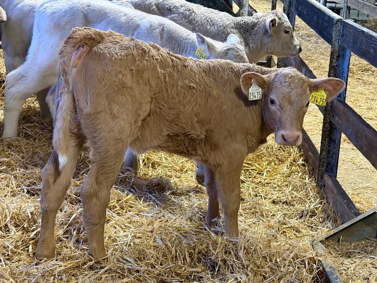 Charolais Heifers - Image 1
