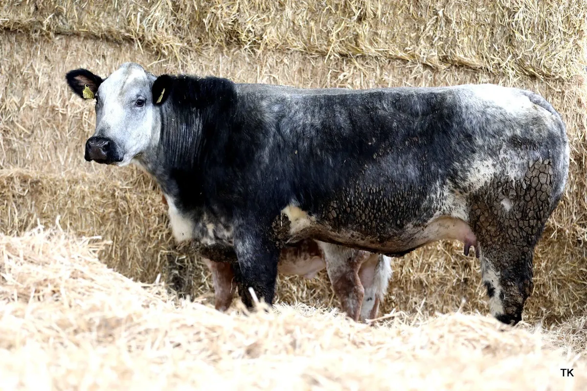 Herbie's Heifers Calved & In-calf Heifer Sale - Image 2