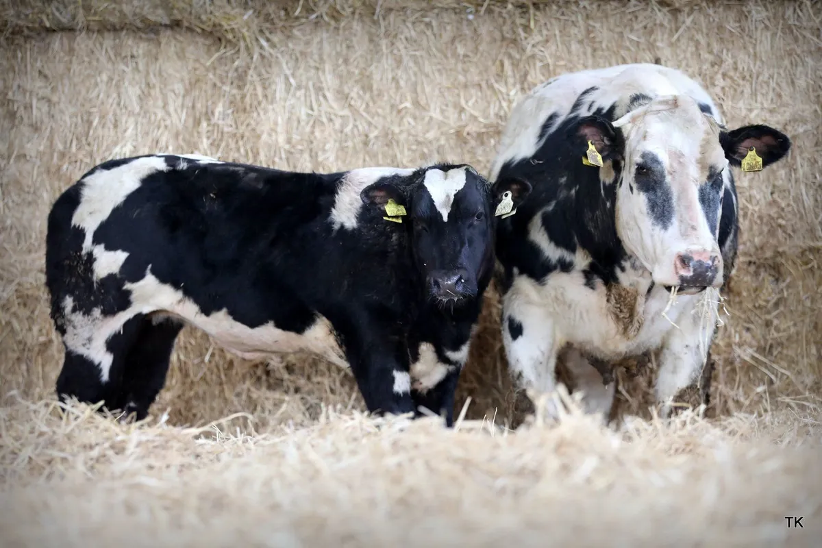 Herbie's Heifers Calved & In-calf Heifer Sale - Image 3
