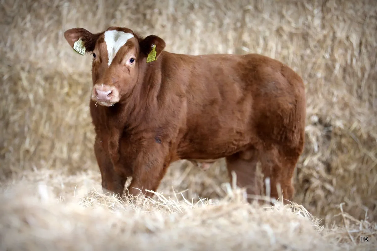 Herbie's Heifers Calved & In-calf Heifer Sale - Image 4