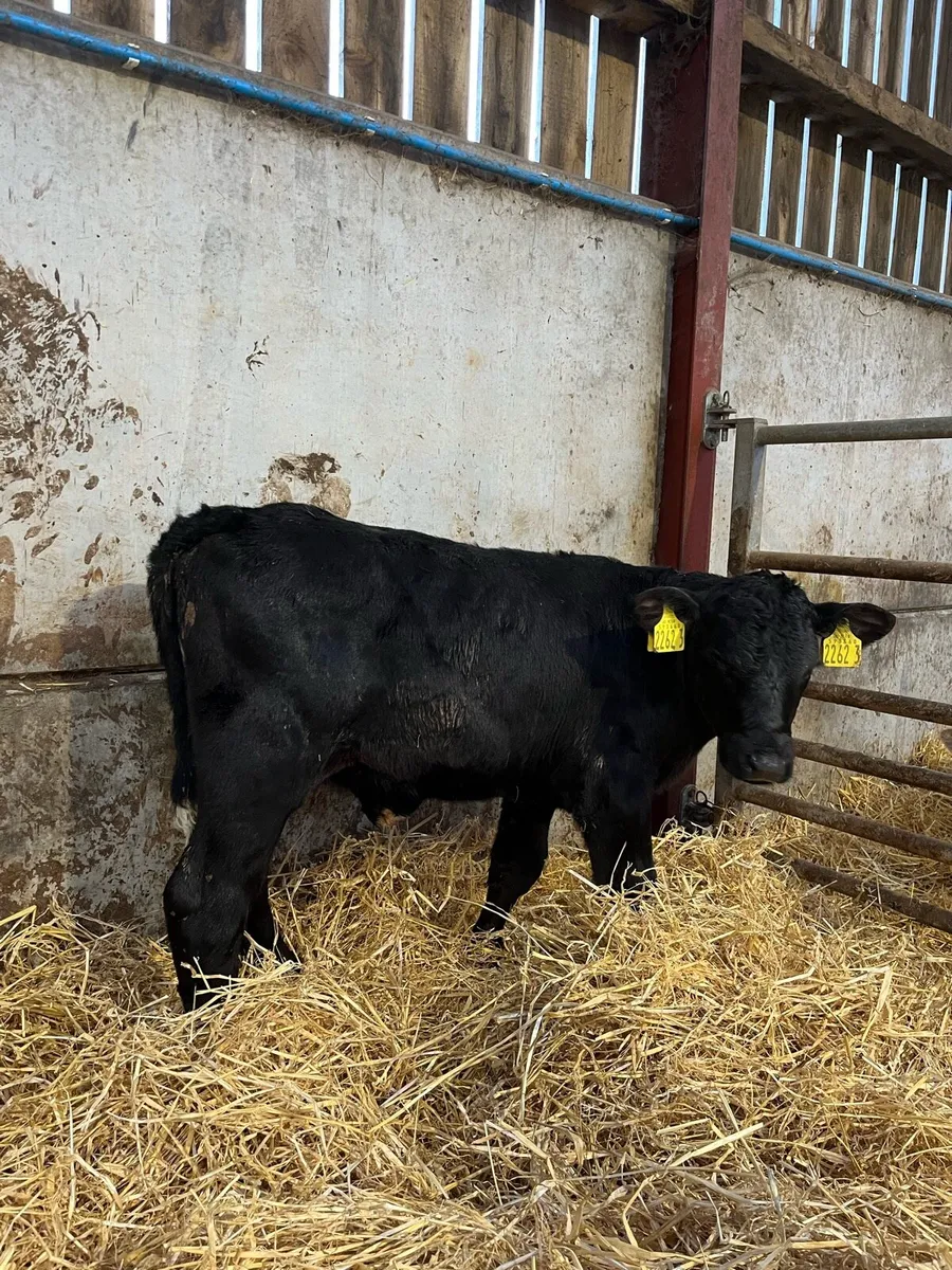 4 Quality Bulls - Image 2