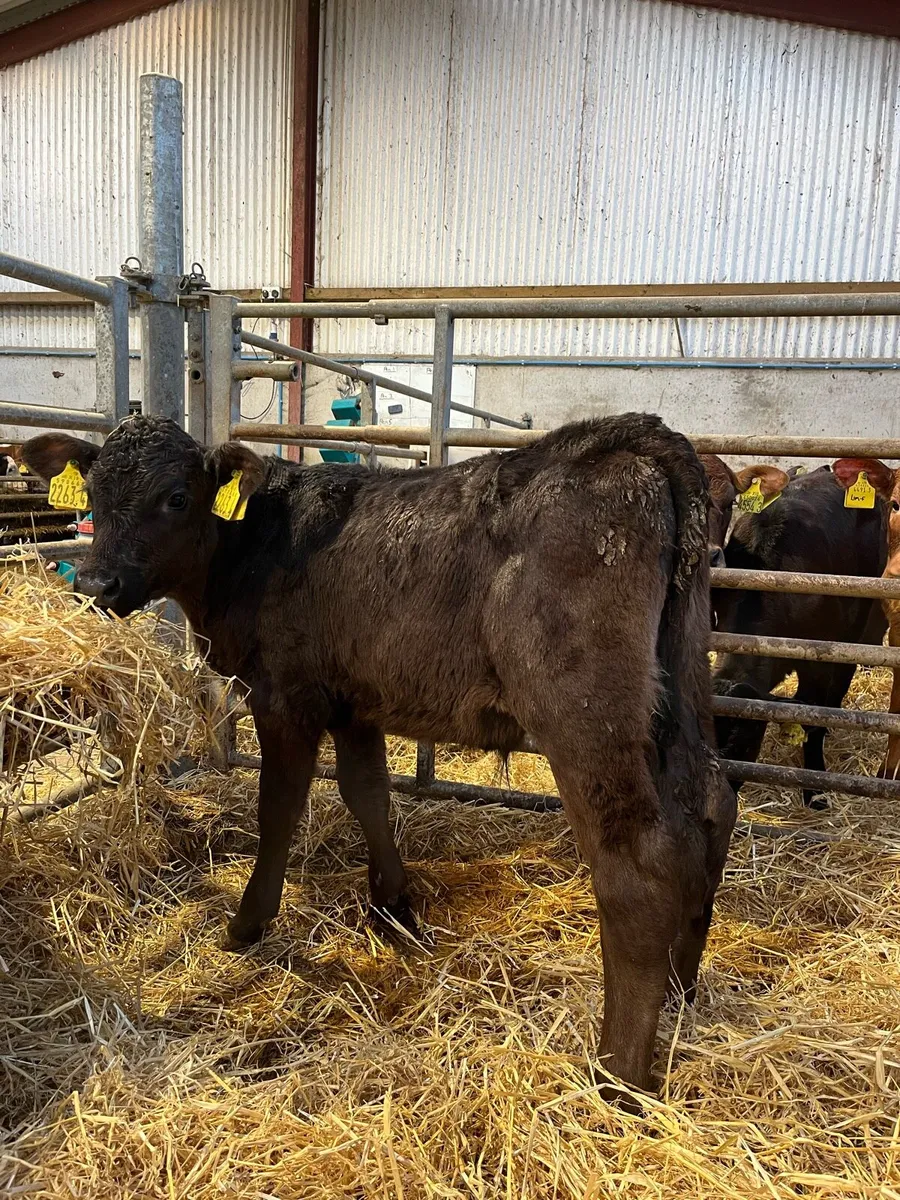 4 Quality Bulls - Image 3