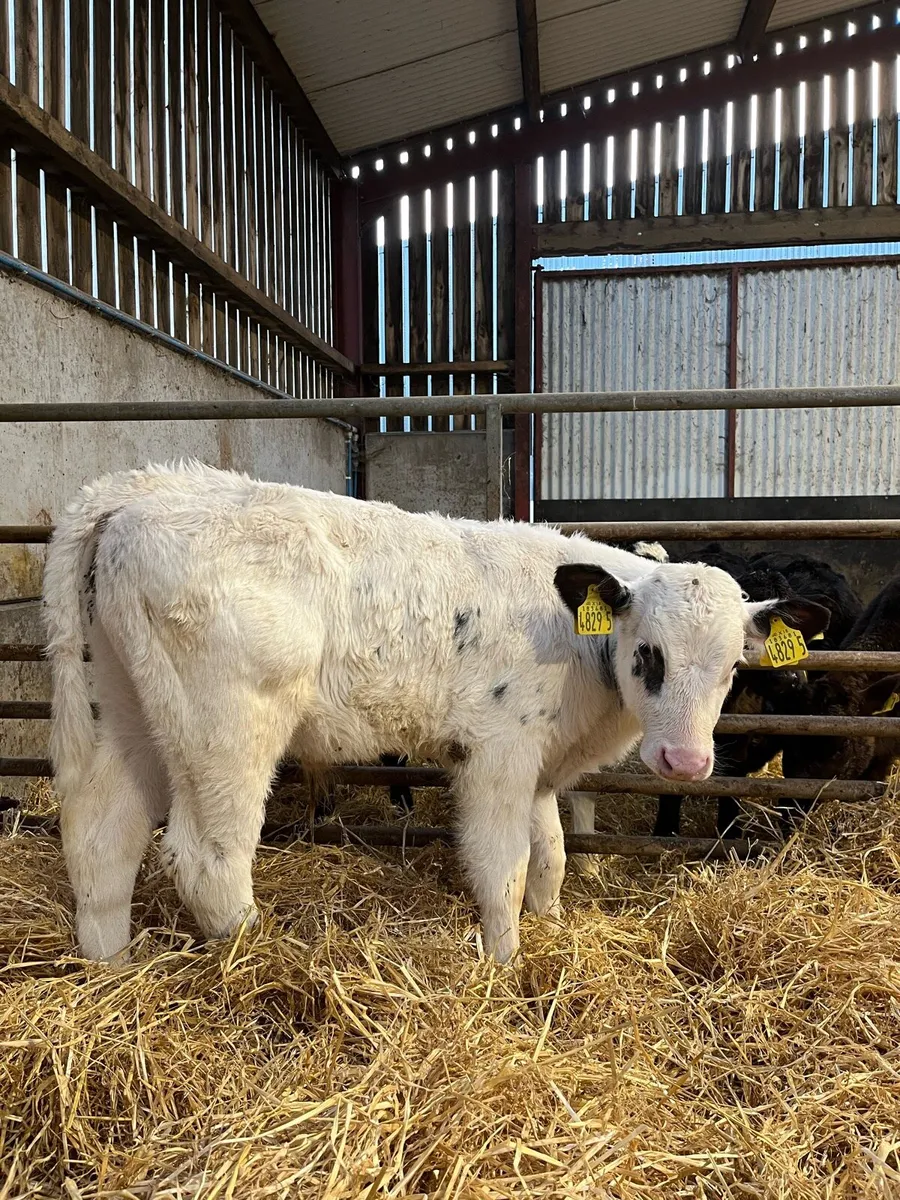 4 Quality Bulls - Image 1