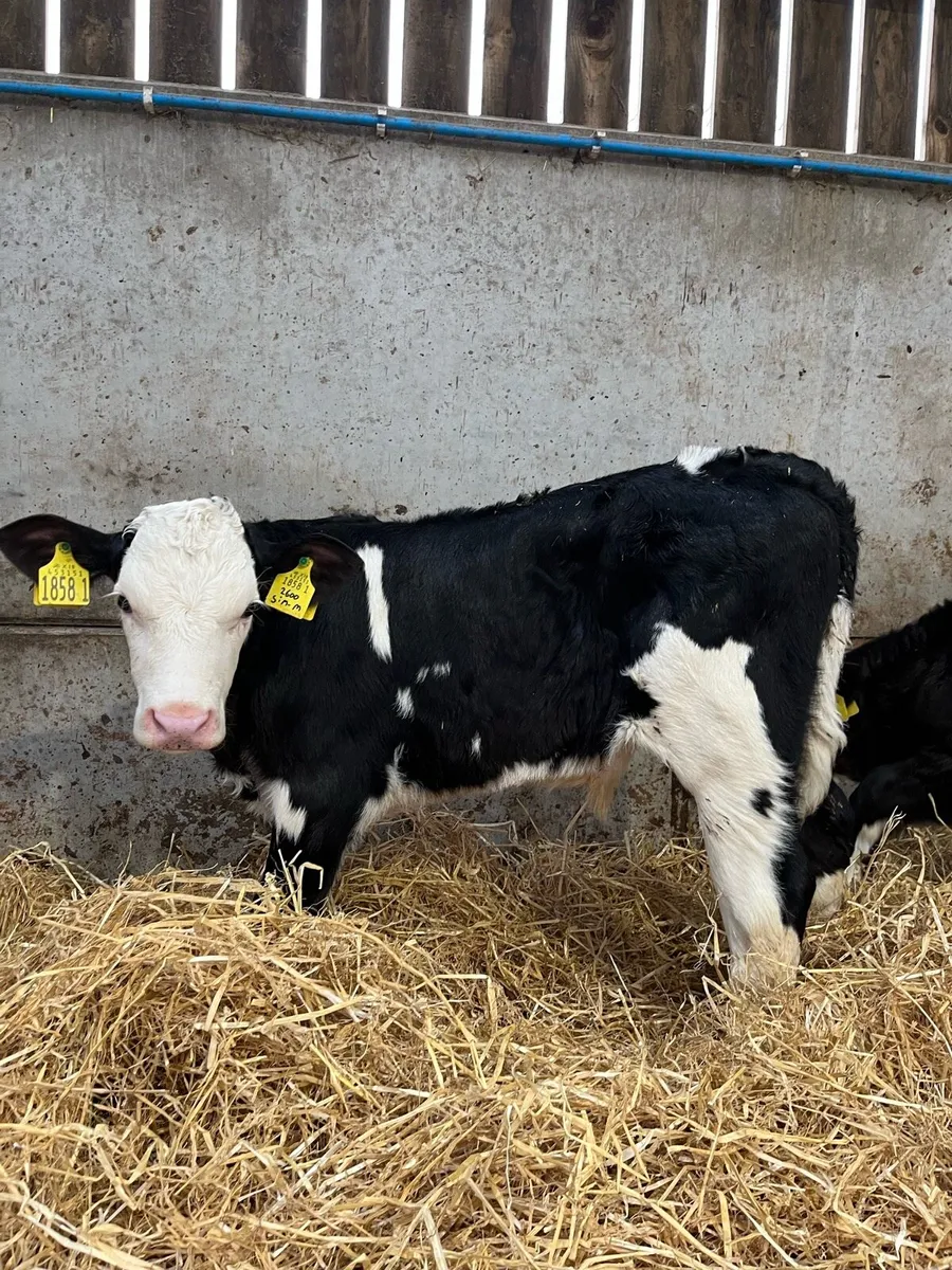 4 Top Quality Bulls - Image 3