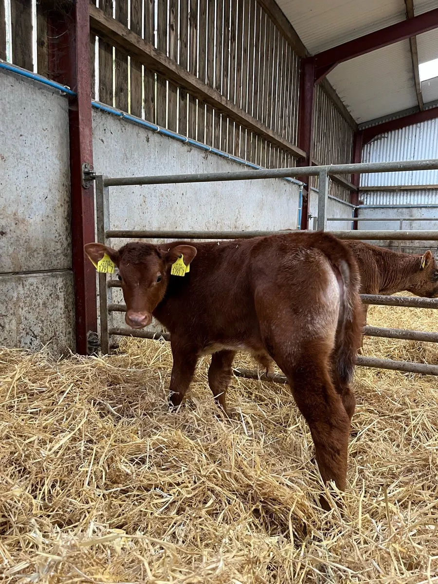 4 Top Quality Bulls - Image 1