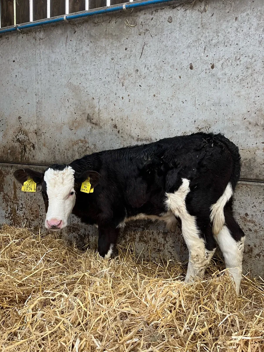 4 Top Quality Bulls - Image 2