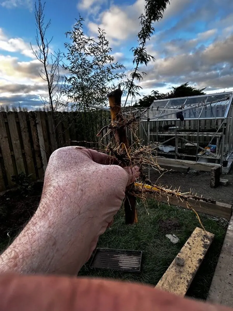 Rare cultivar of yellow stemmed bamboo rooted cuttings Galway/Kilkenny - Image 3