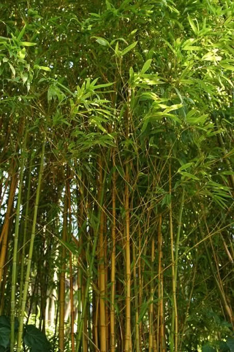 Rare cultivar of yellow stemmed bamboo rooted cuttings Galway/Kilkenny - Image 1