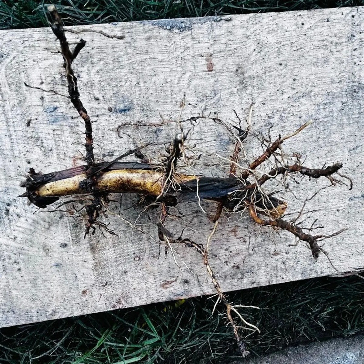 Rare cultivar of yellow stemmed bamboo rooted cuttings Galway/Kilkenny - Image 2