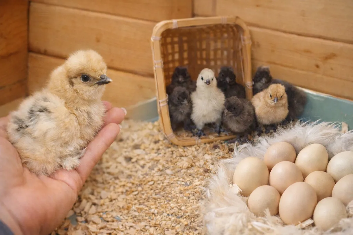 USA Silkie Bantam Chicks & Hatching Eggs
