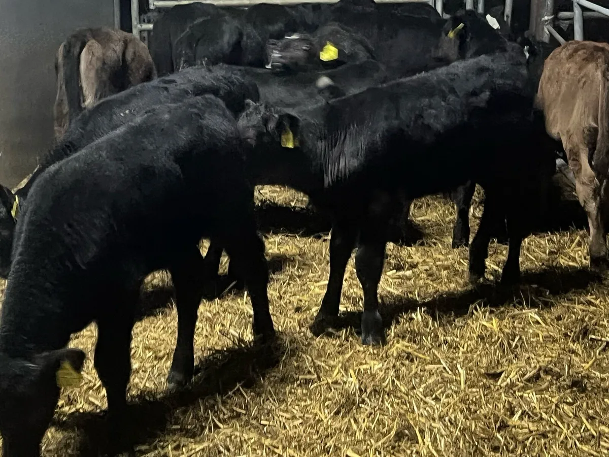 20 SUPER ANGUS BULLS - Image 3