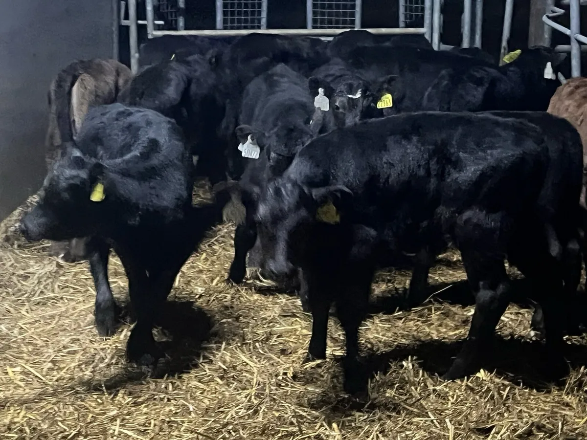 20 SUPER ANGUS BULLS - Image 4