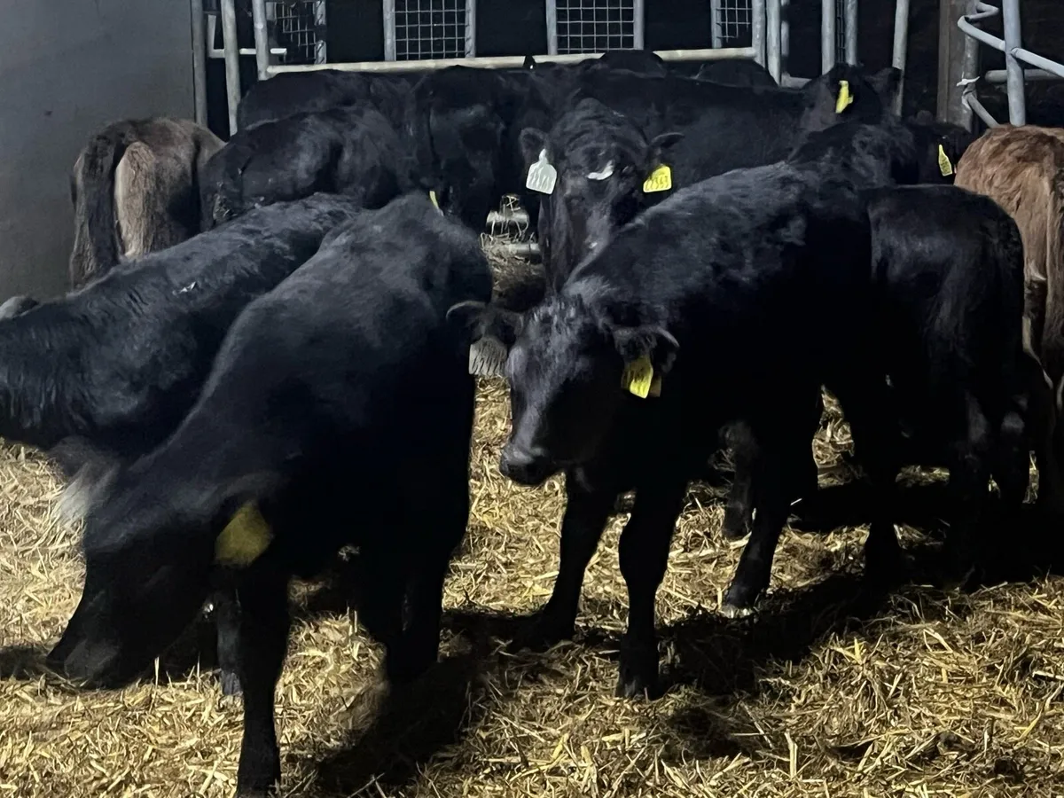 20 SUPER ANGUS BULLS - Image 1