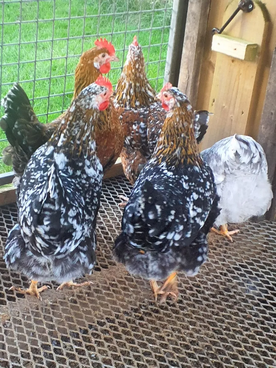 Swedish flower hens - Image 2