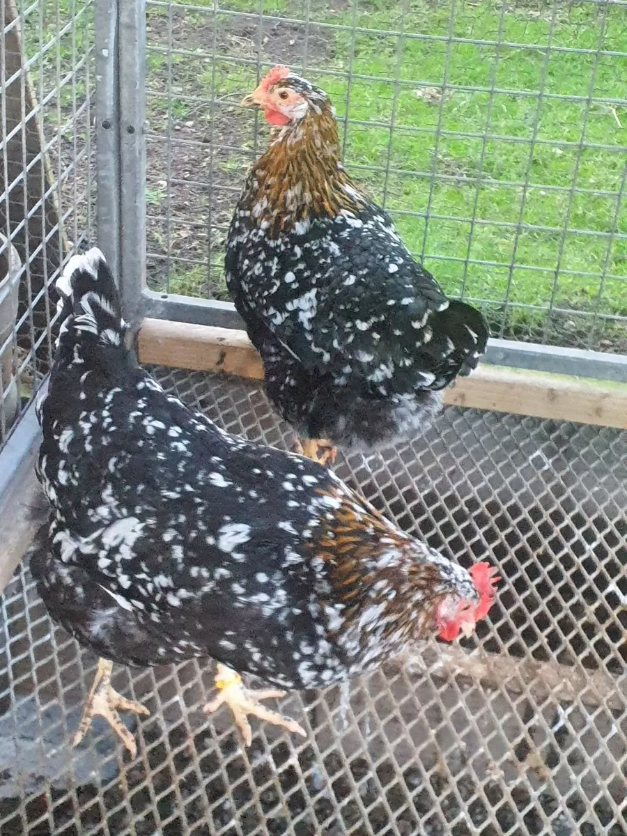 Swedish flower hens - Image 3