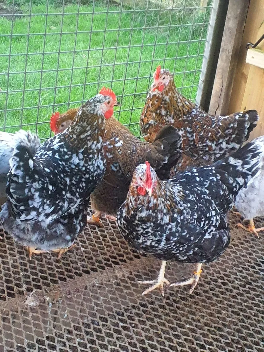 Swedish flower hens - Image 4