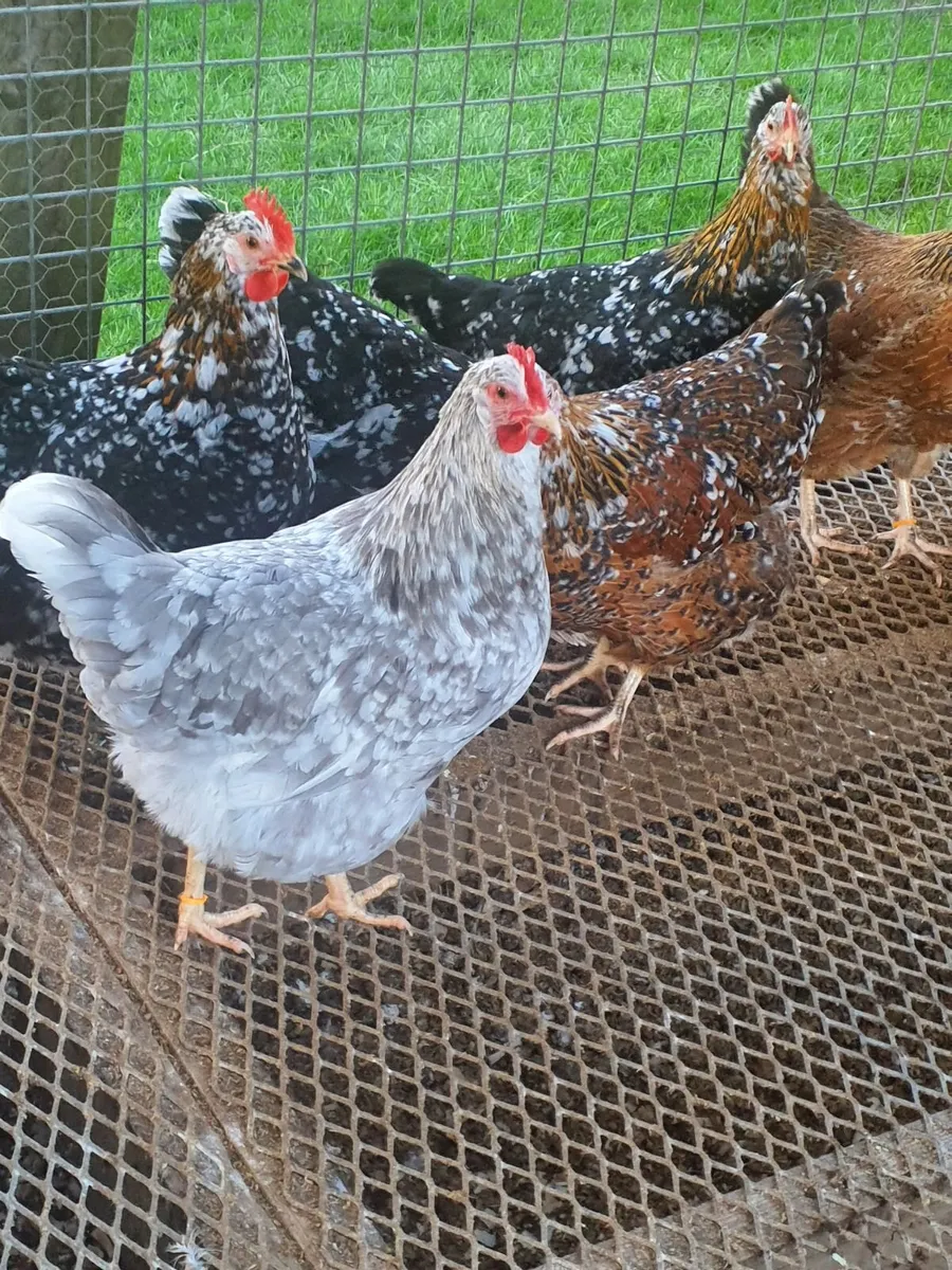 Swedish flower hens - Image 1